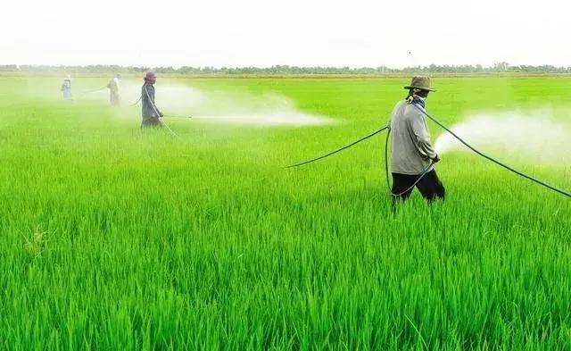 谁在保卫大棚蔬菜不被害虫啃光？这里正上演“以虫治虫”的“微型战争”