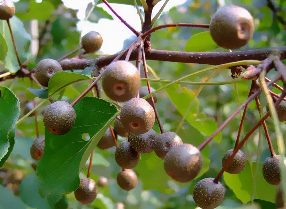 家在延津原唱完整版,家在延津主页