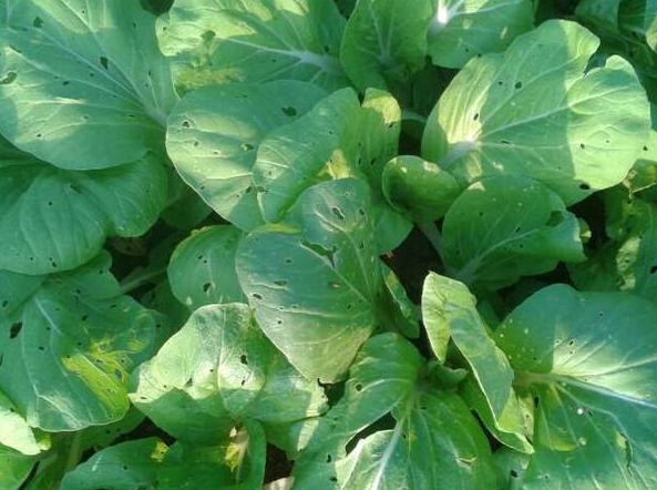 青菜长虫不喷杀虫剂,青菜上长了虫子不打药怎么办