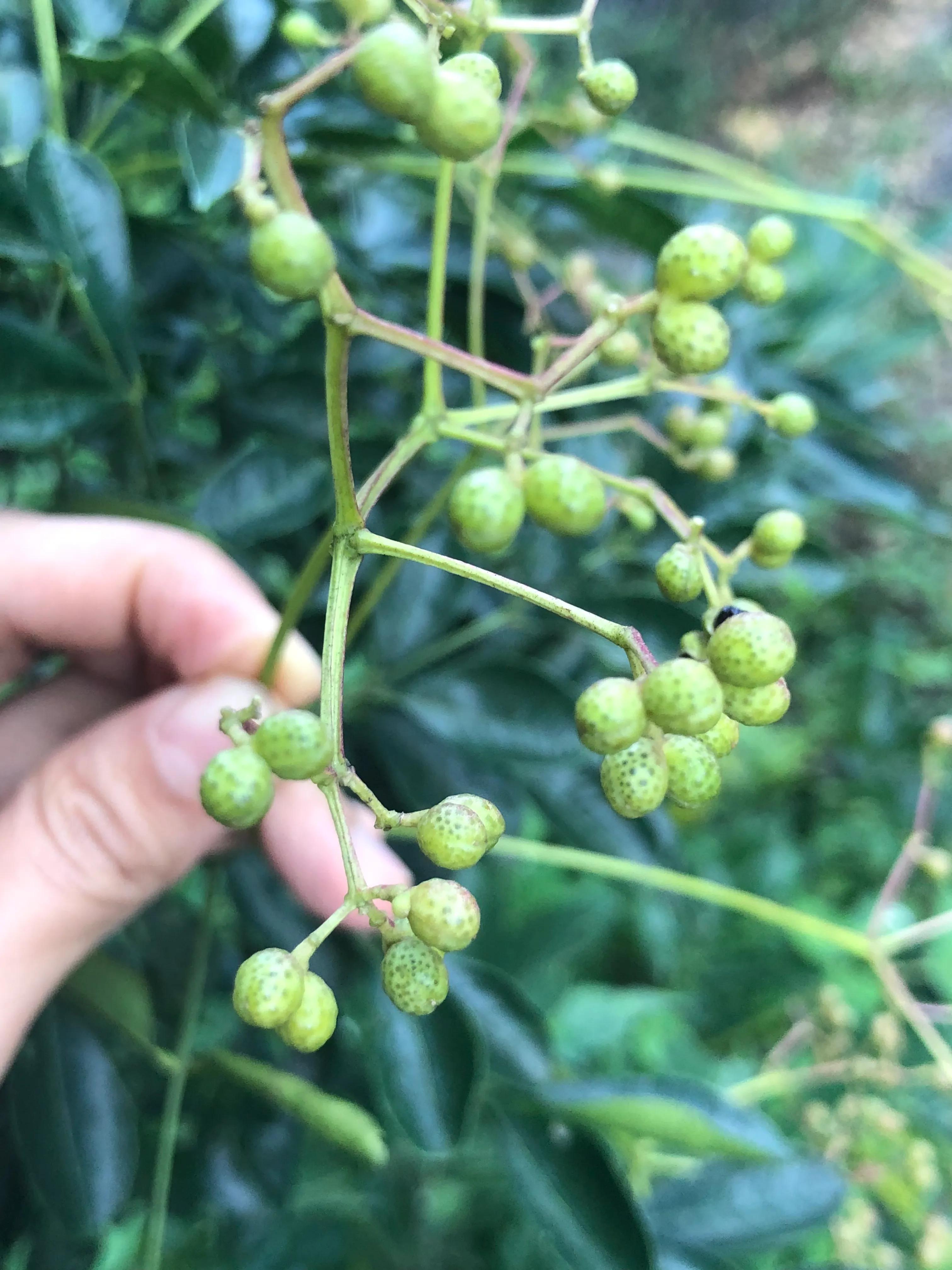 深山野岭野生植物,深山老林野菜植物