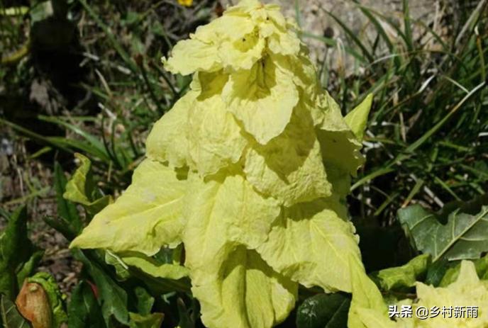 塔黄藏药配方大全,藏药塔黄能治哪种病