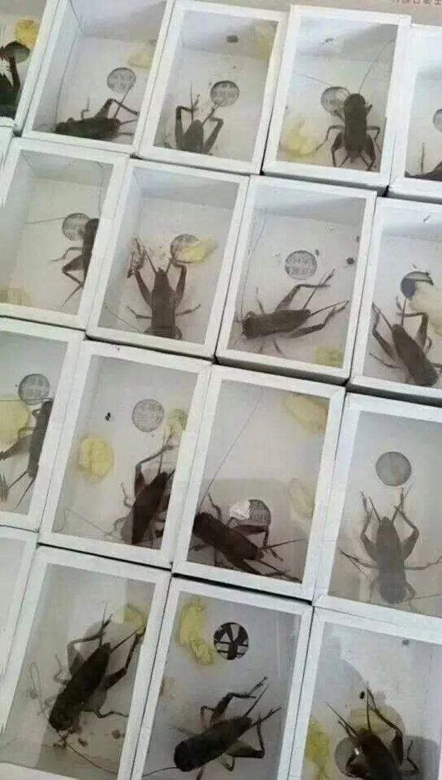 百艺杂谈,教你鸣虫界的八句“黑话”