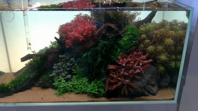 鱼缸水草不长绿藻要怎么做,水草缸如何避免爆藻