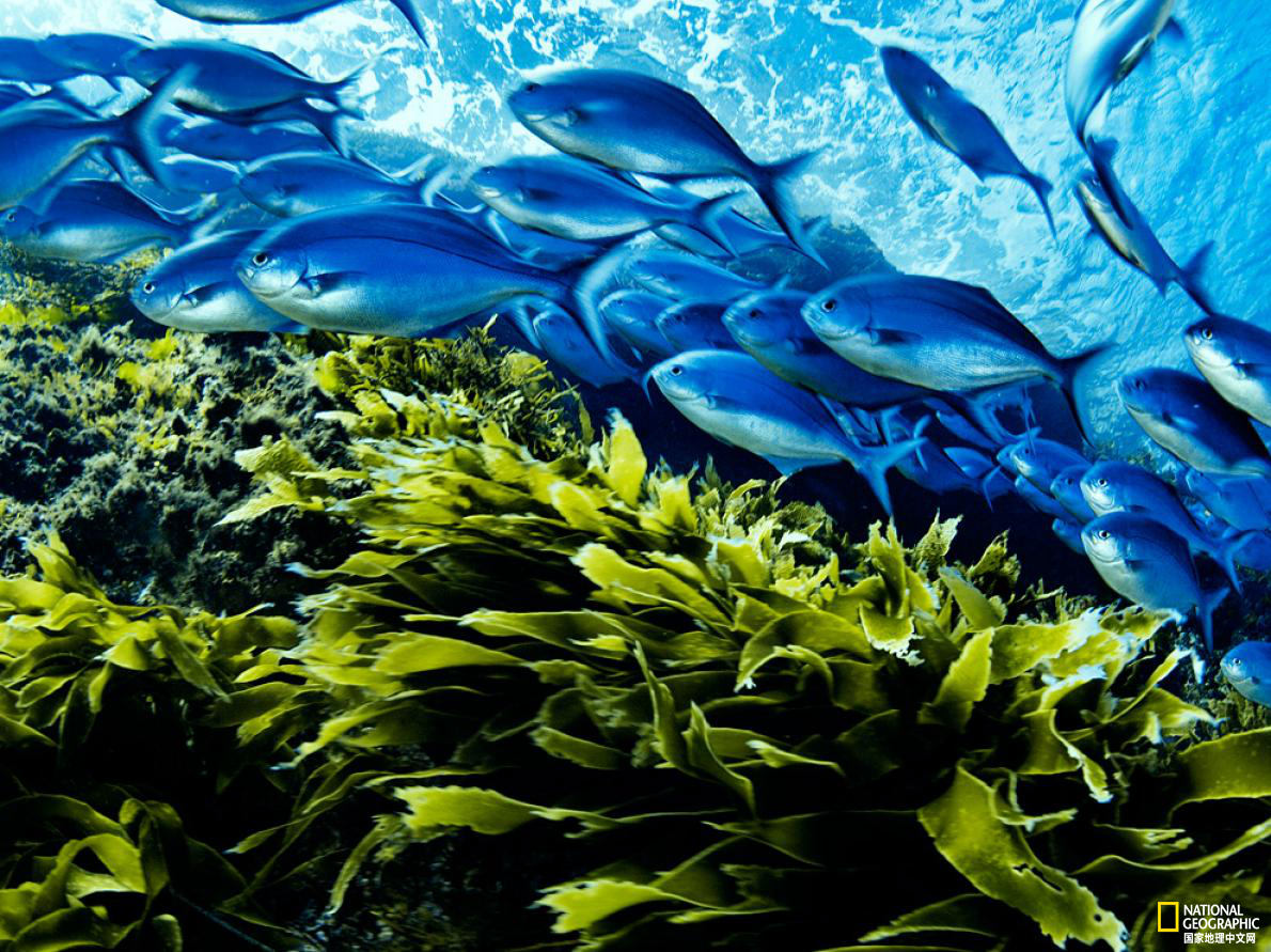 太美了！国家地理王牌摄影师探秘深海世界