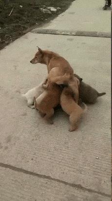 搞笑段子,搞笑动图gif微信可爱表情包