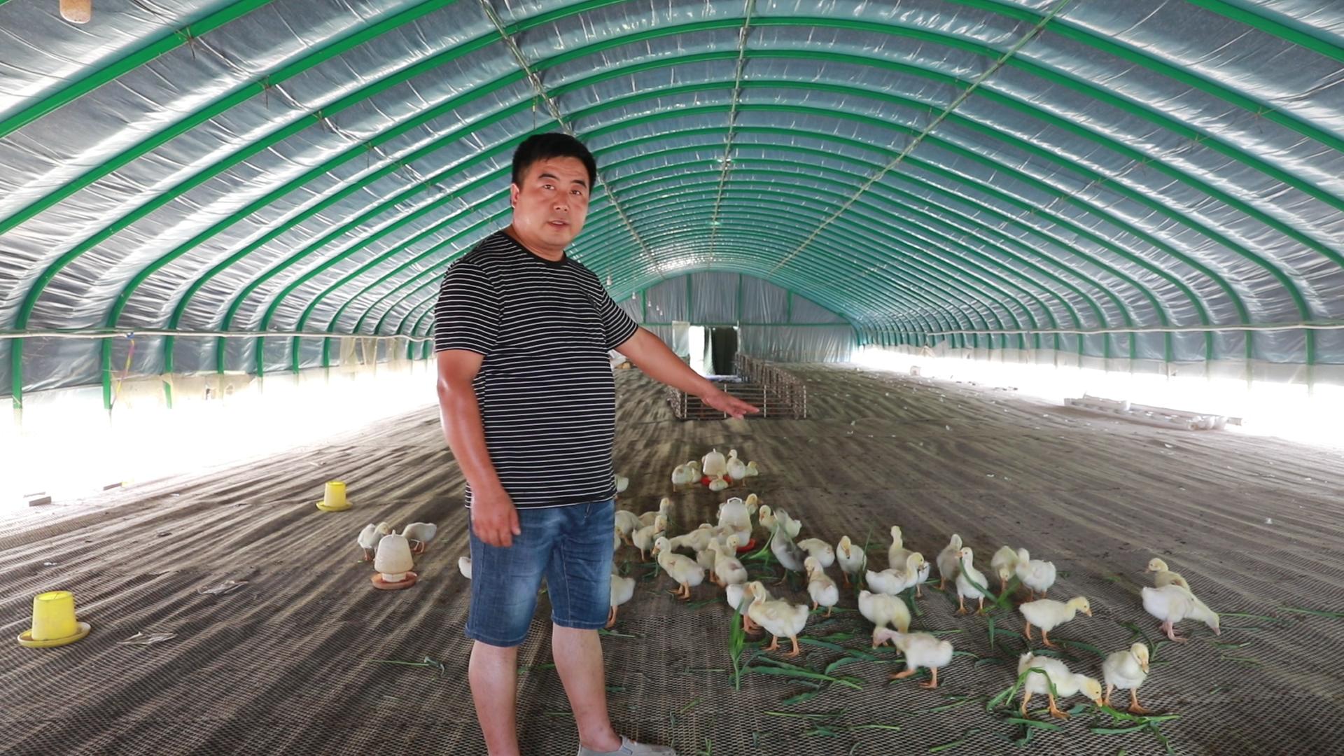 怎样预防鹅苗生病,夏天育雏鹅苗怎么降温