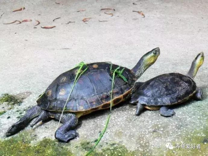 为什么草龟打架互咬,蛋龟打架互咬