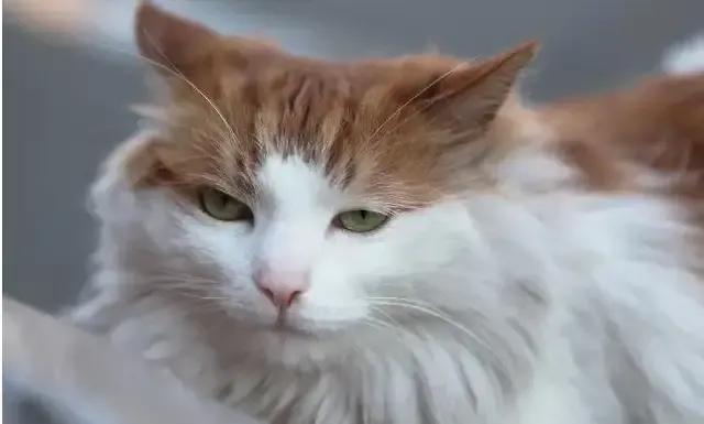 世人只知道猫可爱的一面,临清狮猫和布偶猫后代