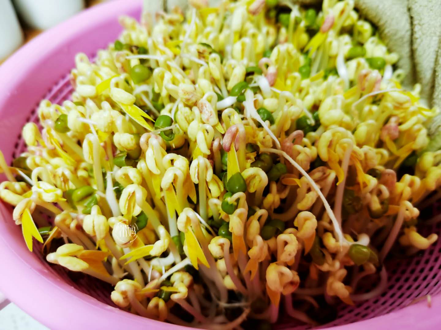 才知道生黄豆芽还能这么简单,发豆芽过程及观察记录