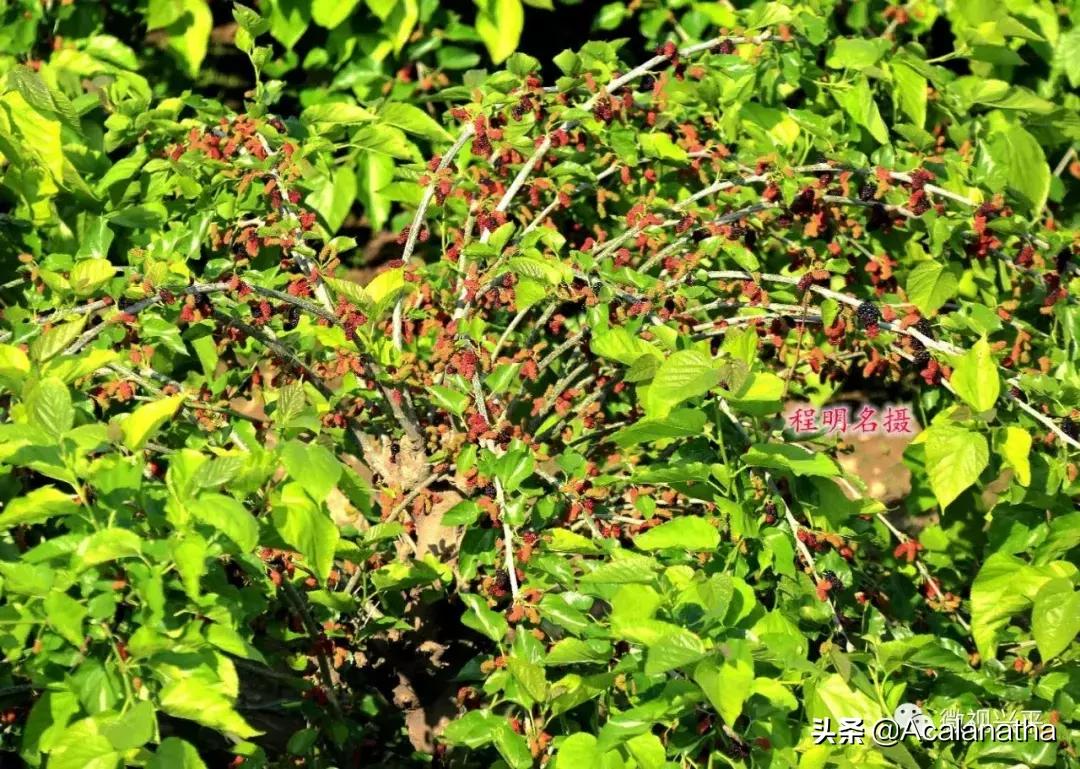 兴平千亩桑葚成熟啦！