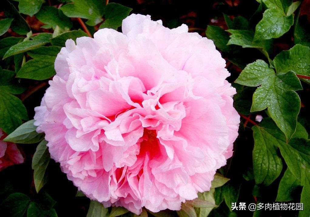 牡丹褐斑病怎么治,牡丹常见病虫害及防治方法