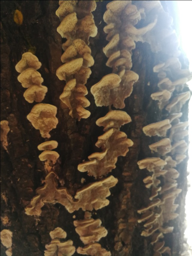 帕金森症状手颤吃美多芭有效吗,有帕金森的老人手颤有没有办法