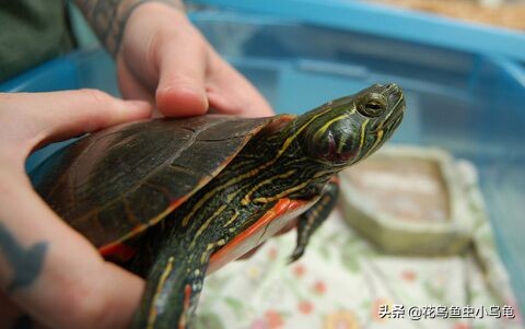 新手养乌龟该养哪种乌龟最好养活,养乌龟需要多备加热器和乌龟缸吗
