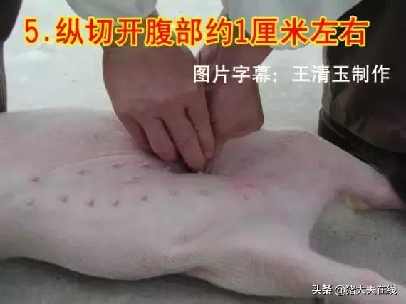 母猪做手术教程,小母猪去势能和疫苗同时进行吗