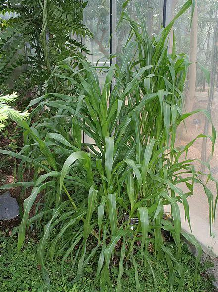 各种蔬菜水果祖先的样子,各种蔬菜祖先