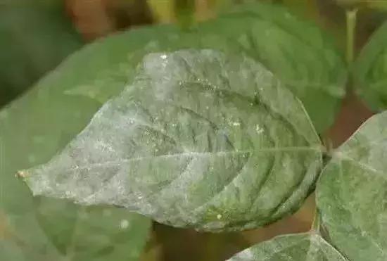 怎么判断小麦白粉病,白粉病防治妙招最佳方法