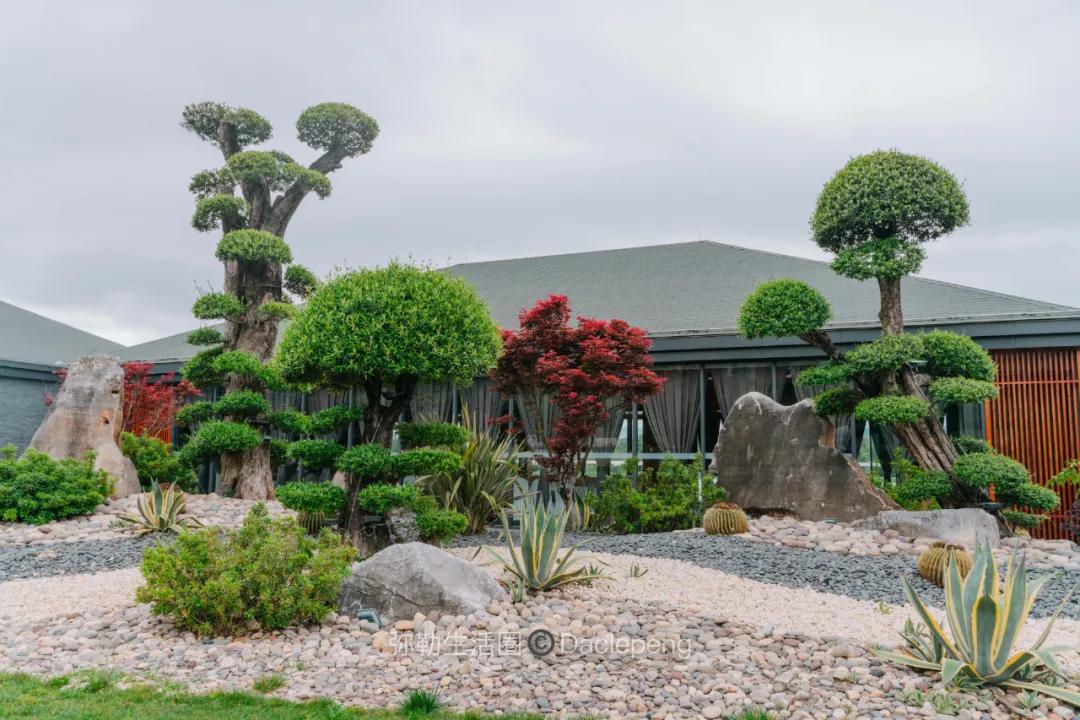 云南最美小镇图片,云南太平湖森林公园花海