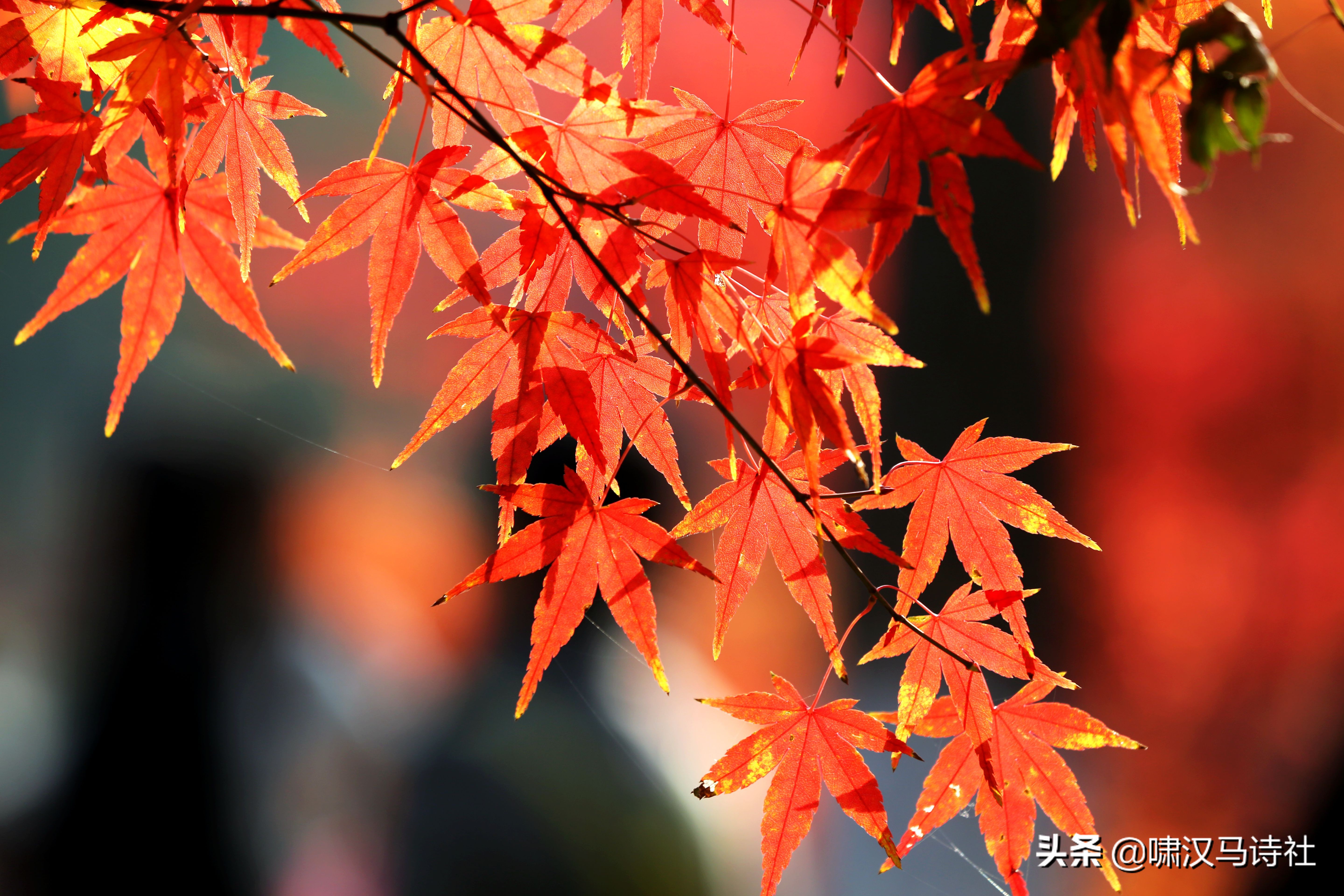 谁怜篱菊花将尽，犹记前朝香满庭——啸汉马诗社雅集第二十二辑