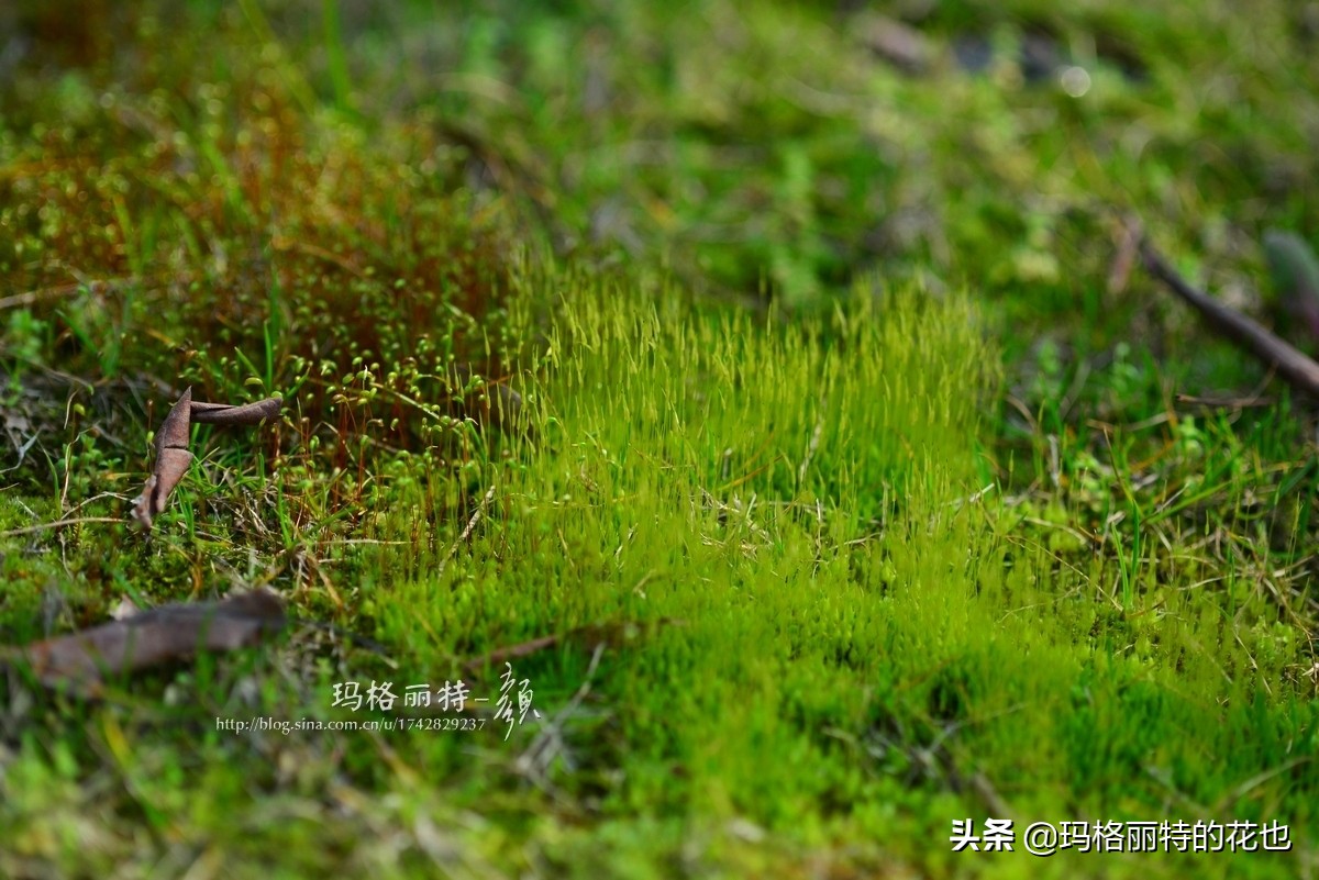 种植苔藓养护方法,苔藓怎么养护才能长得好