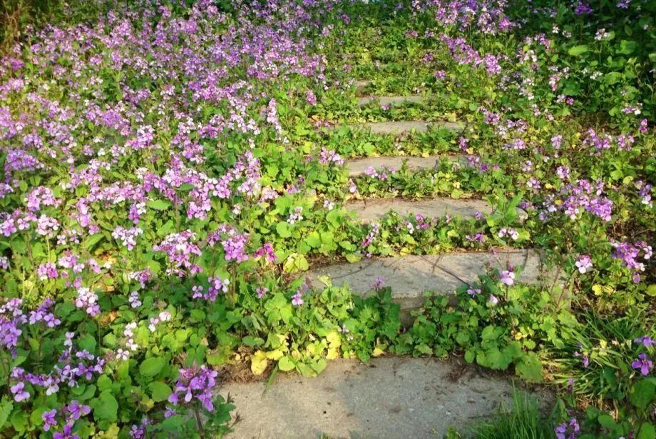 看到花的时候，不知是什么花？那就收下这份百花图谱