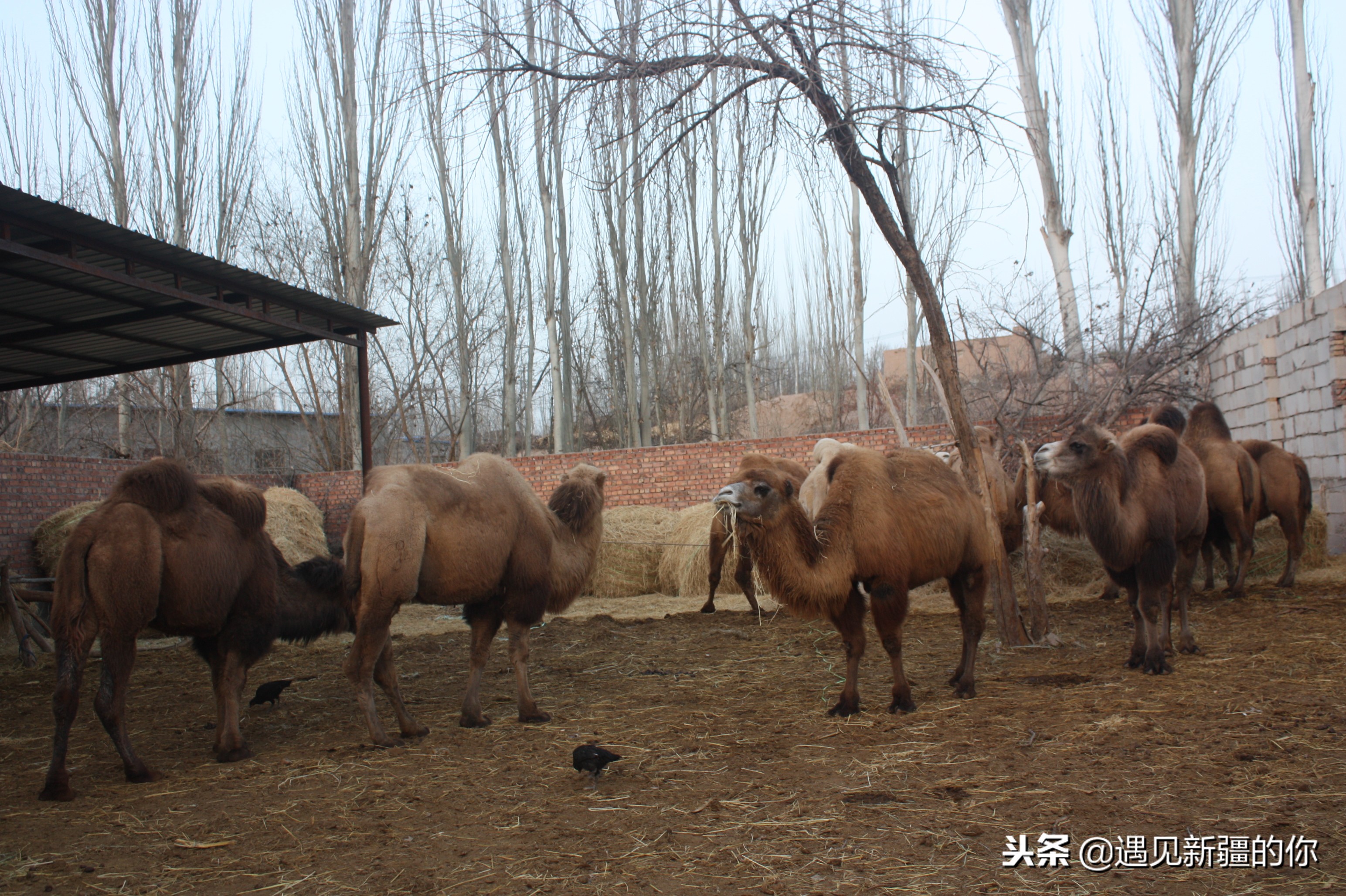 *疆新**天山南麓的一个山区产一种奶，受到游客的追捧千万别错过