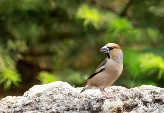 “妈妈，我要养蜡嘴雀”，“行，养两只”，“谢谢妈妈！”