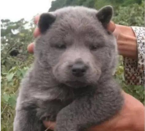 小灰灰的故事合集,小灰灰的故事简短