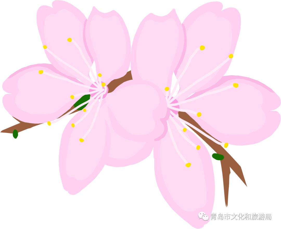 识花赏花学知识,赏花识花学知识