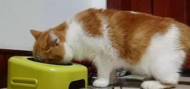 怎么科学的给猫喂饭,猫怎么定点喂食呢