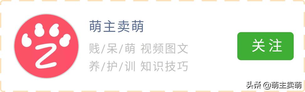 狗狗眼珠子变白了怎么回事如何判断狗狗眼球变白原因以及护理