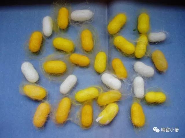 养蚕过程记录表格三年级,养蚕三龄蚕的方法