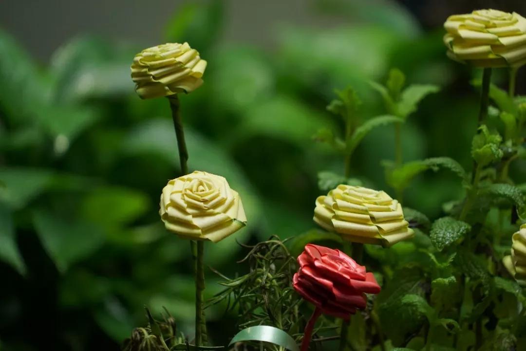 用叶子编玫瑰花图片,不用剪刀做教师节玫瑰花手工制作