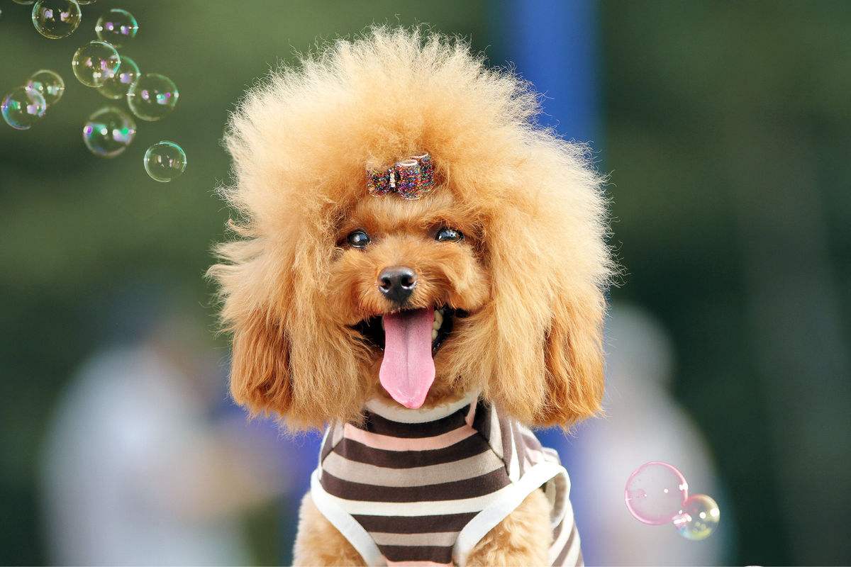 泰迪犬的优点和缺点有哪些,巨型泰迪犬有什么优点和缺点