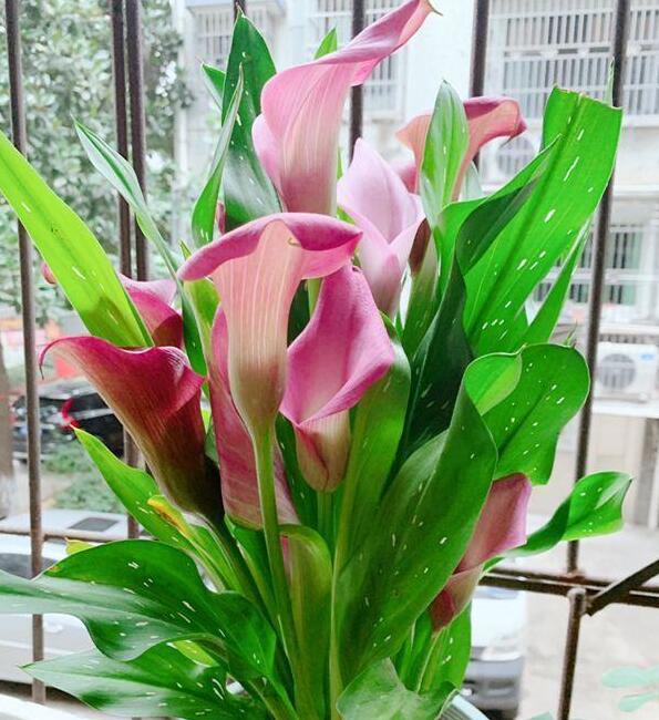 这4种花1月份就开花,3月开始5种花随便养开花多长得快