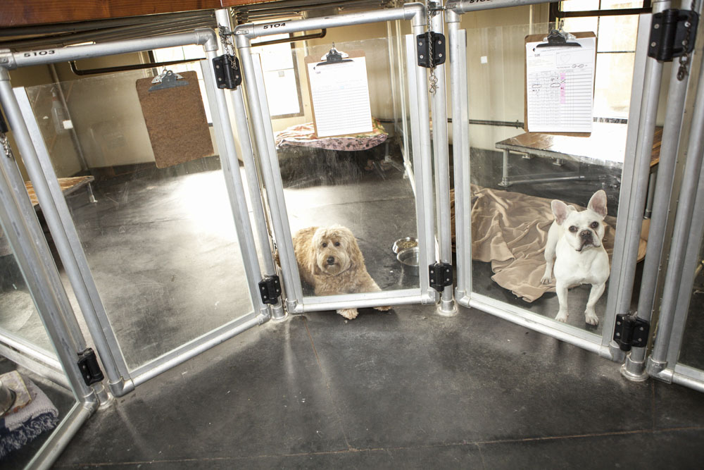 寄养宠物前需要注意什么,狗狗第一次寄养需要注意什么