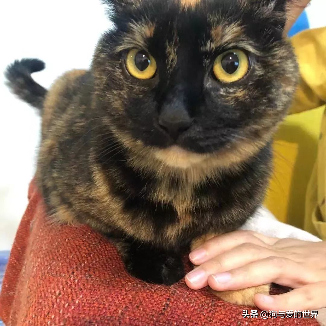 猫猫为什么总把脚放我脸上,为什么猫猫喜欢把头埋在臂弯