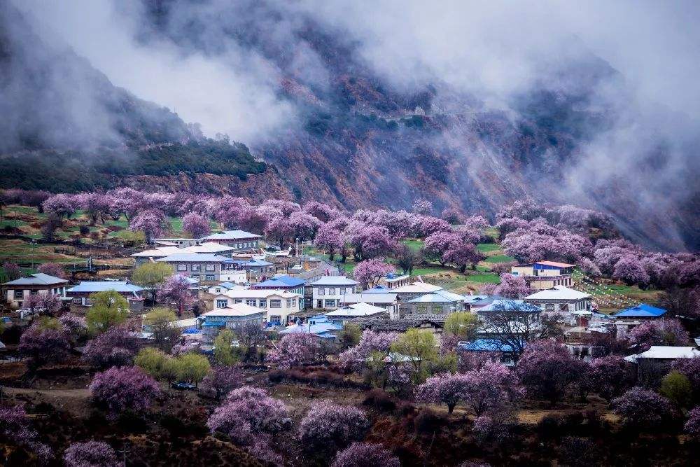 想去林芝怎么办,想去西藏旅游的有吗