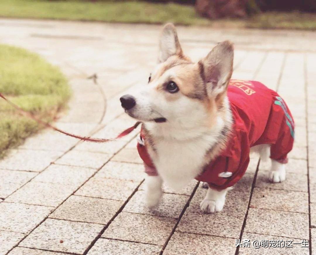 缺乏管教的狗狗常有的5种行为,狗狗屡教不改应该怎么惩罚它