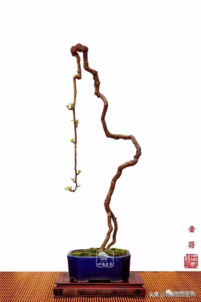 又好看又好养的盆景,最值得收藏的十种盆景