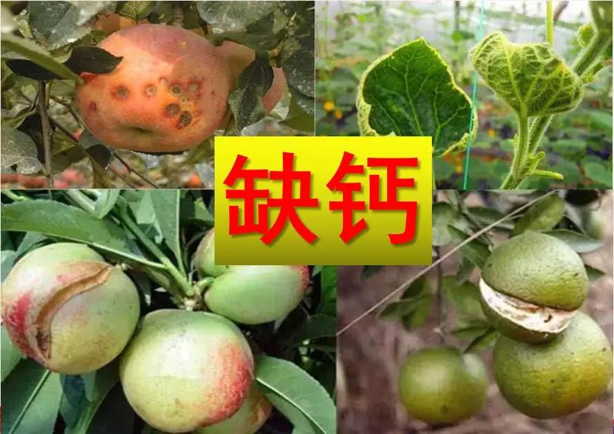 专家介绍天门冬氨酸钙,天门冬氨酸钙好吗