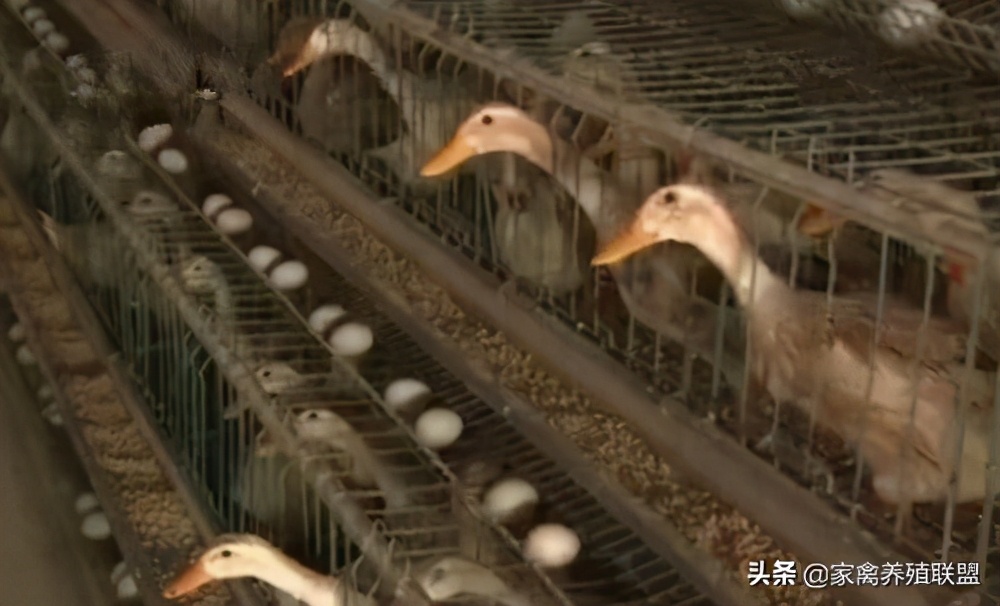 水养鸭和旱养鸭的区别,水养鸭和旱养鸭哪种好吃