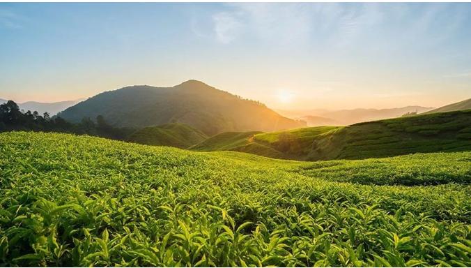 马来西亚绿中海,马来西亚绿中海度假村攻略