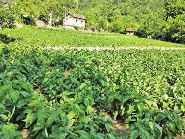 四个聚焦助力脱贫攻坚,脱贫攻坚一达标两不愁三保障