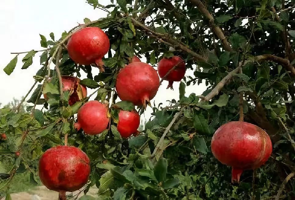 全国各地最全特产,全新疆特产