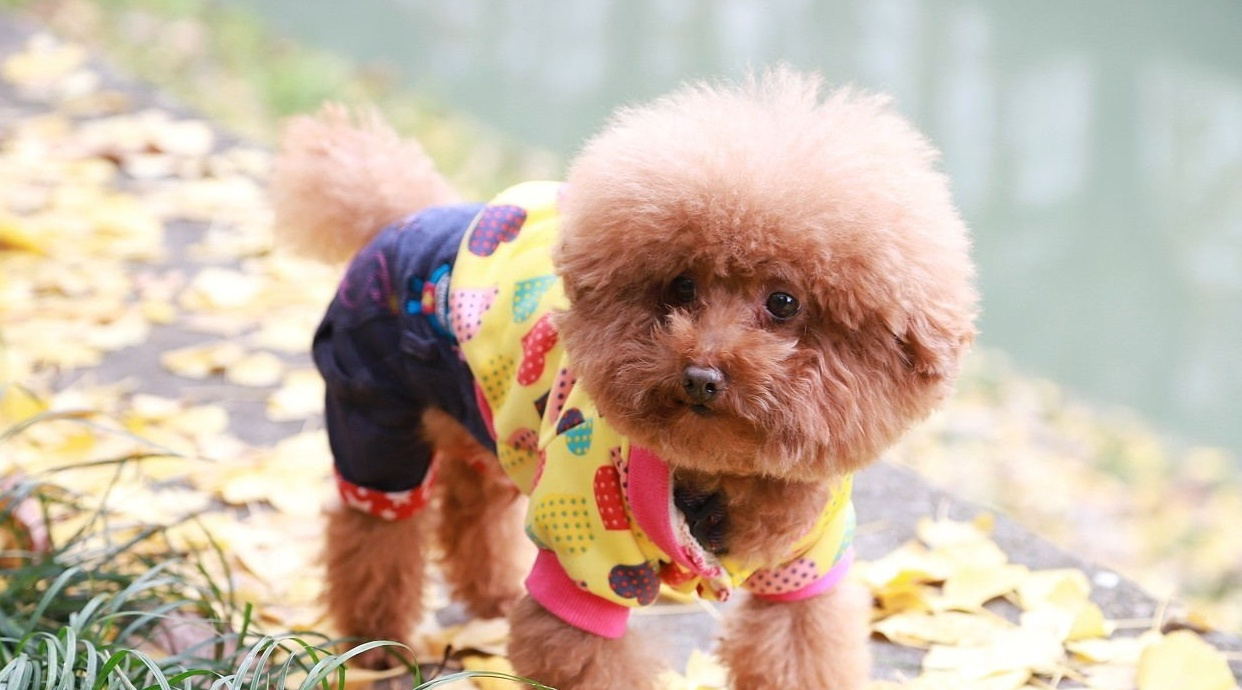 鉴别泰迪纯不纯,巧克力泰迪怎么看纯不纯视频