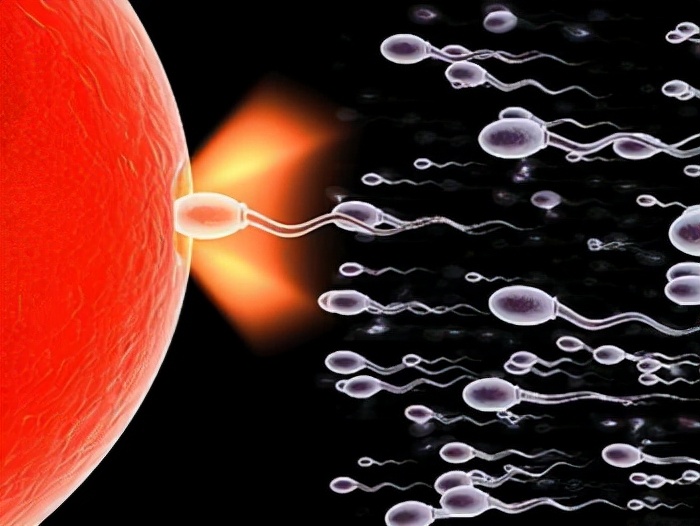 备孕备什么？备孕就是在排卵期同房吗？备孕时要补充哪些营养？