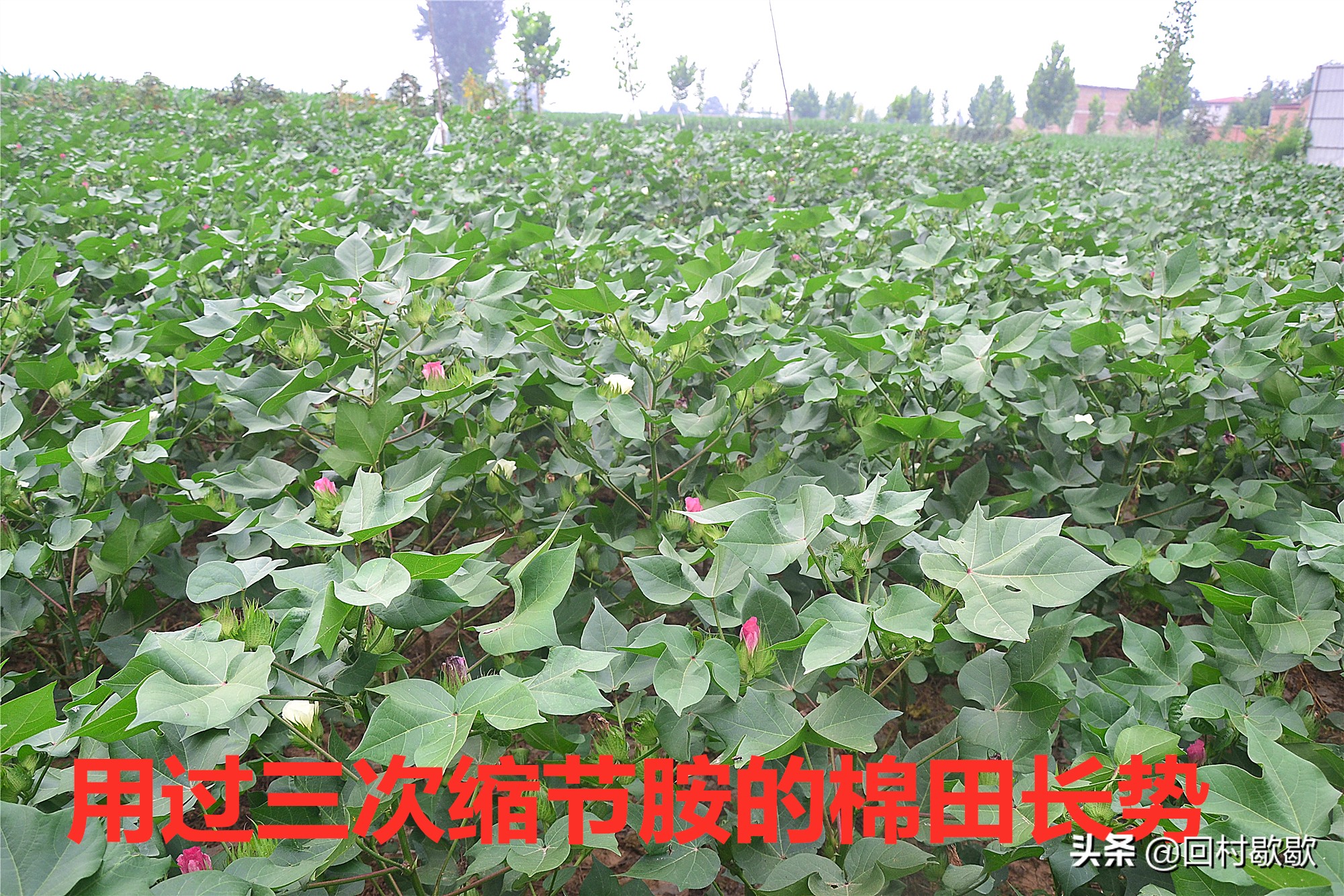 棉花打缩节胺叶片大的原因,棉花打缩节胺好处