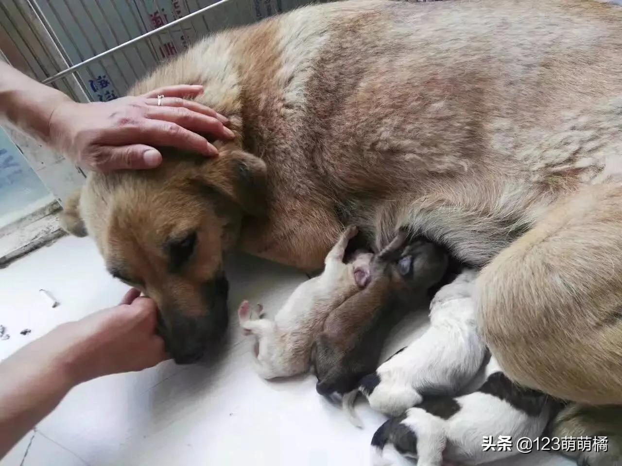 不会解说的解说员——《隔壁家的母狗生娃过程》