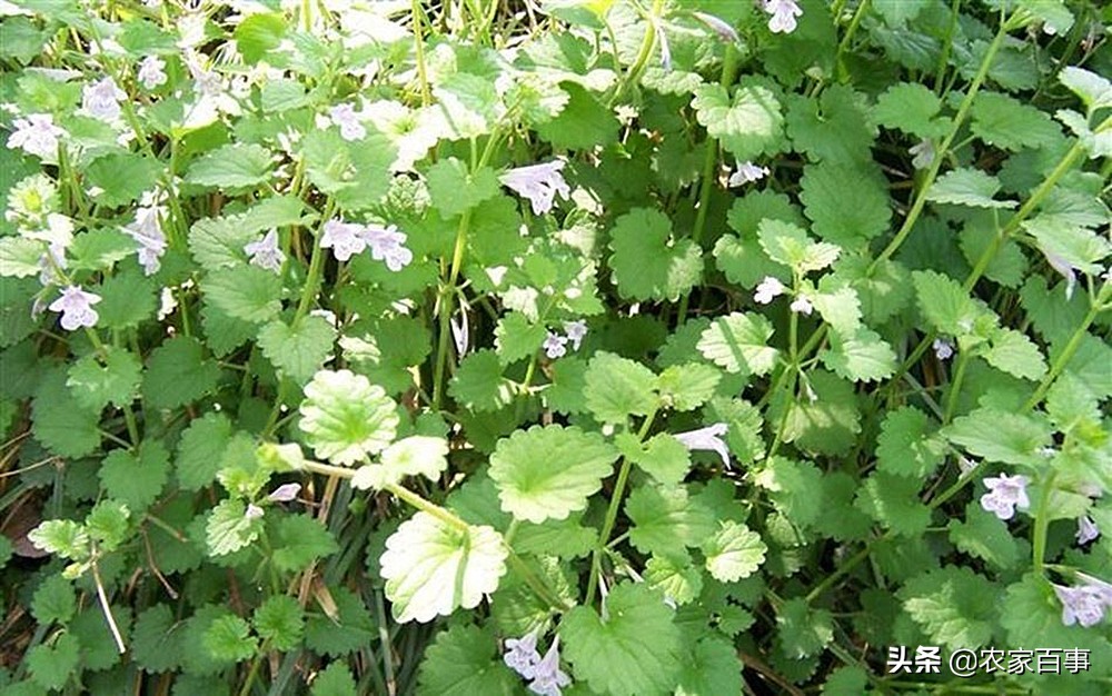 活血丹和积雪草有什么区别,如何辨别活血丹与积雪草