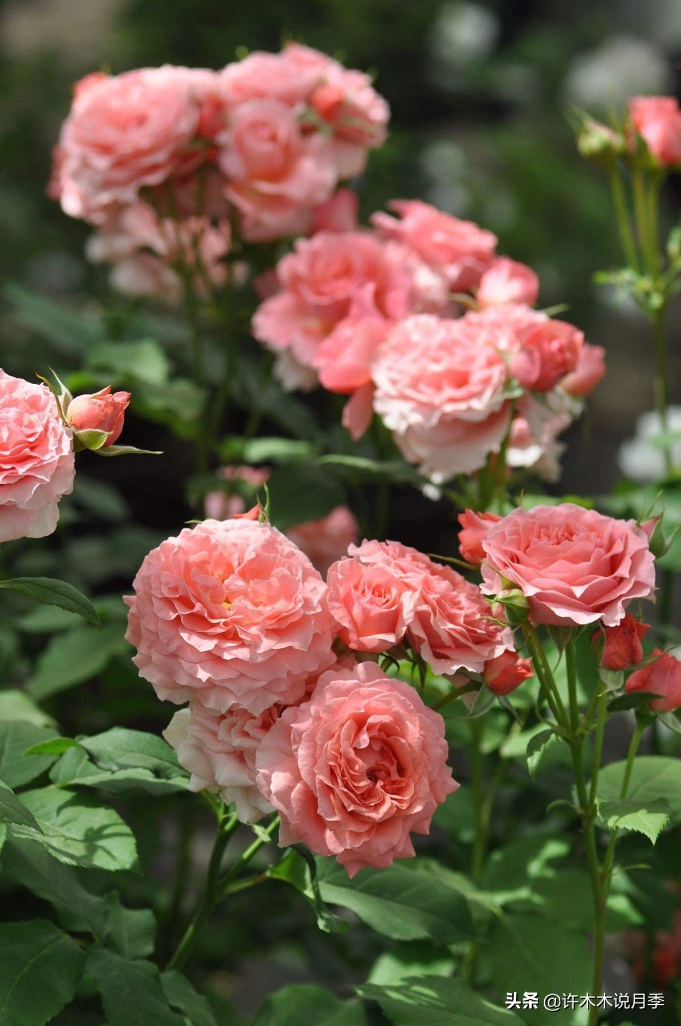 推荐一下多头月季花,100种月季品种大全